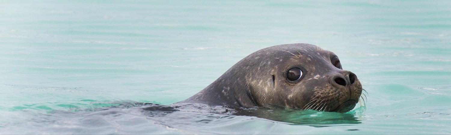 Arctic Cruise - Exploration Of Svalbard Polar Expedition Cruise On The ...