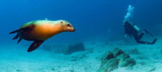 Sea lion and scuba diver