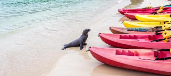 Sea lion by the kayaks