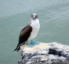 Blue-footed booby in the Galapagos