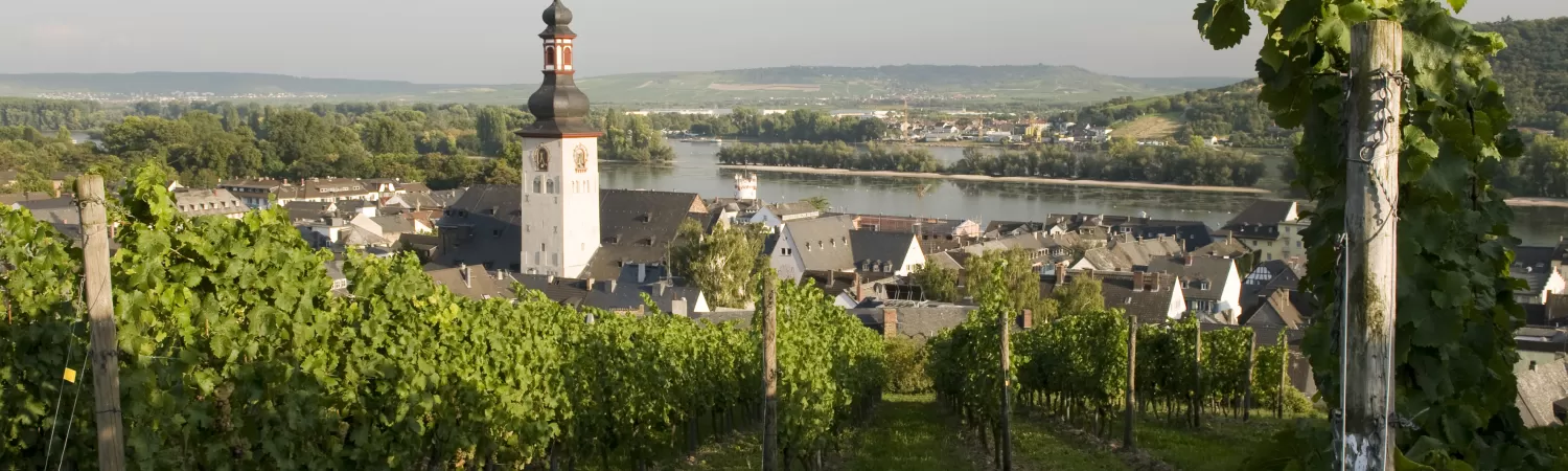 Explore the famous vineyards of Rudesheim