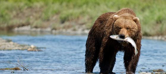 Grizzly bear catching a fish