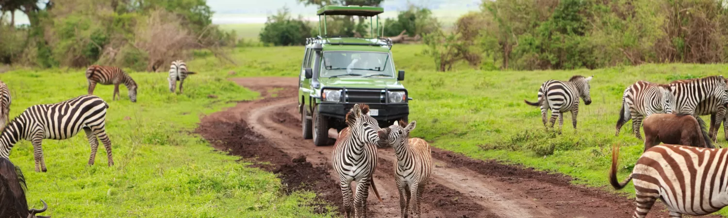 Wildlife on a safari in Africa