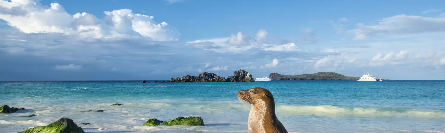 Sea lion on the beach of Espanola Island