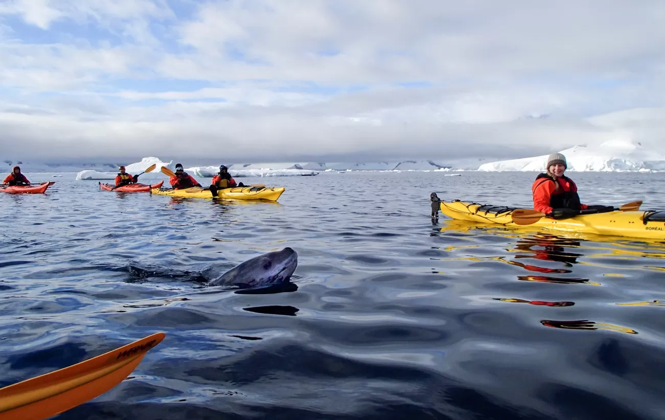 6 Wilhelmina Bay Antarctica Wildlife Safari Tours For 2024 2025