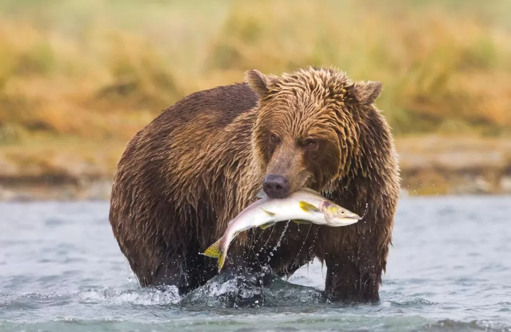 A grizzly bear with its catch