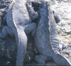 Iguanas
