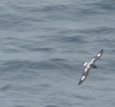 A Cape Petrel...this is the best I get with my cheap camera