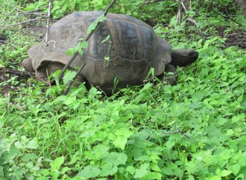 Giant tortoise came down from the highlands in the rainy season