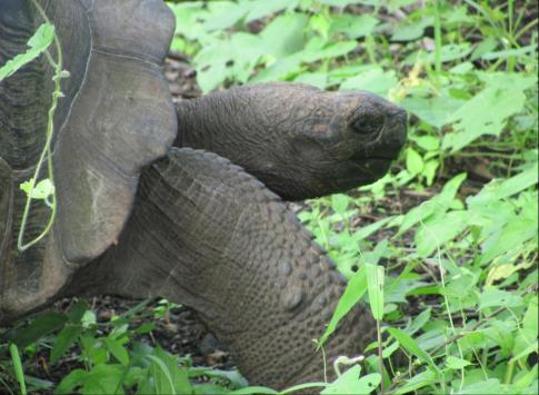 Tortoise on Fernandina