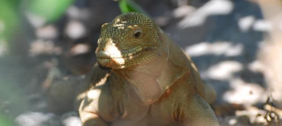 Golden Land Iguana on Santa Fe Island