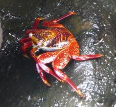 Sally Lightfoot crab - San Cristobal