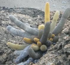 Rare cactus w/ different colors due to pH levels in ground