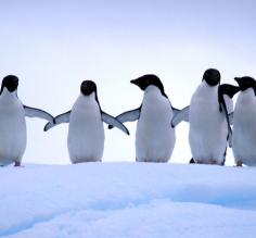 Happy Penguins