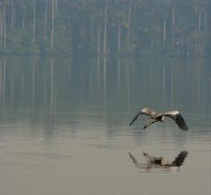 Bird over the lake