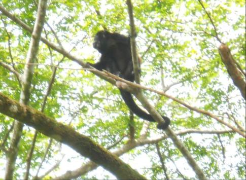 Howler - Tortuguero