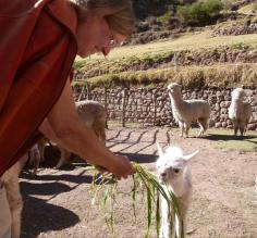one of the cutest llamas