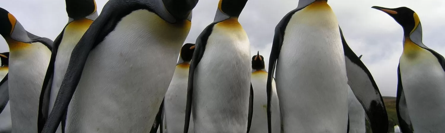 A group of penguins check out the camera