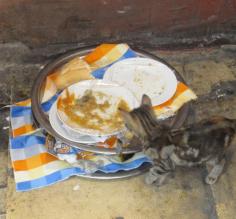 Stray cats were abundant in Istanbul.