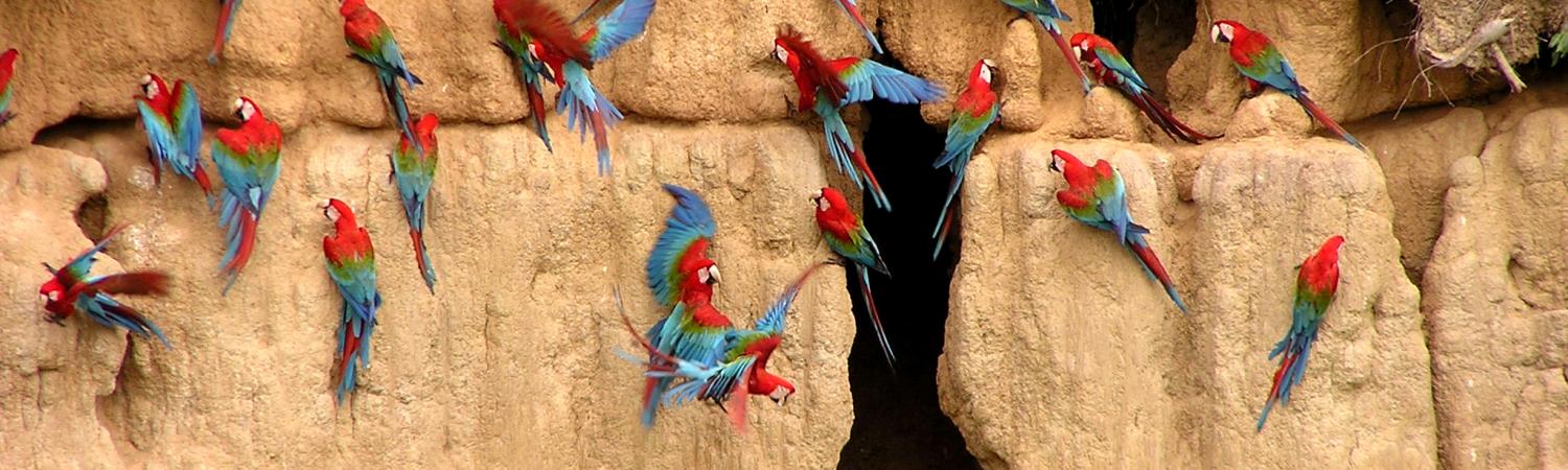 Salt clay licks construct macaws