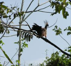 Hoatzin bird, Manu