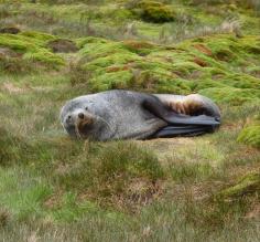 Fur seal at Stromness Bay, South Georgia Island