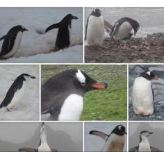 Penguin Action