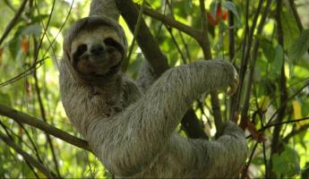 Smiling sloth