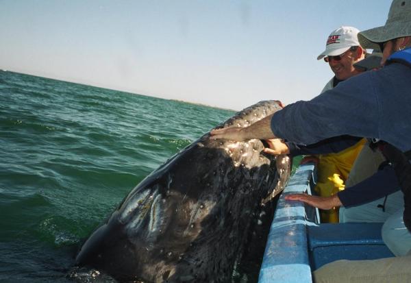Close encounter with a gray whale in Baja