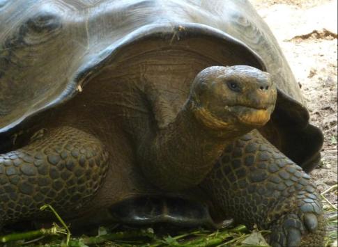Tortoise