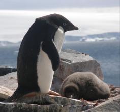 Adelies roosting in old structures from expeditions of yore