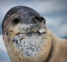 Leopard Seal