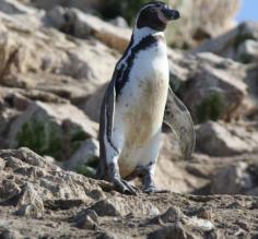 Humboldt penguin on Lslas Ballestras