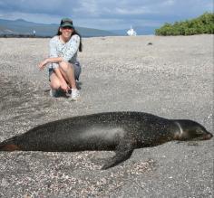 A sea lion on Fernandina Island