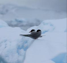 Antarctic Birds