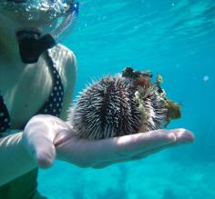 Handling an urchin while snorkeling at Turneffe Flats