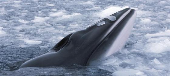 Spot the Minke whale