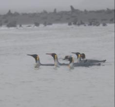 King Penguins swimming together