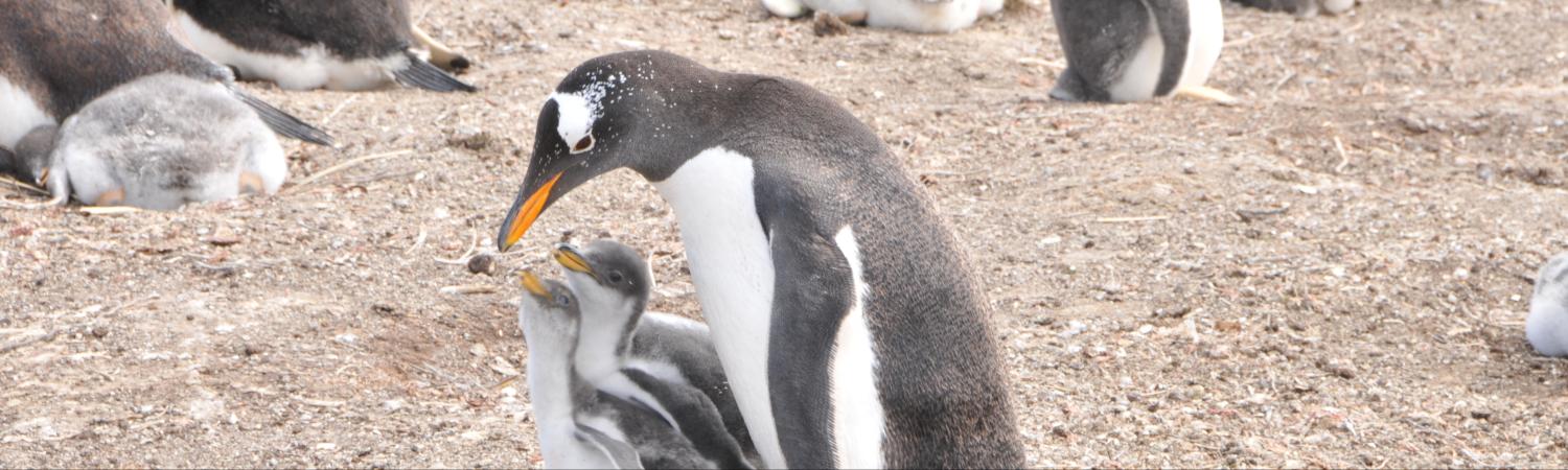 Antarctic Wildlife Adventure To Antarctica Falkland Islands South