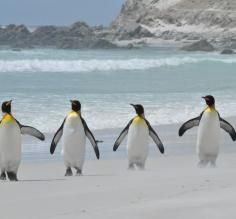 King penguins at Volunteer Point on East Falkland Island