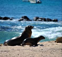 mom and baby sea lion