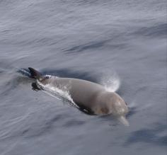 Northern Bottlenose Whale Davis Strait