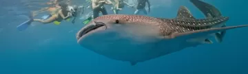 Snorkelers interacting with a friendly whale shark.