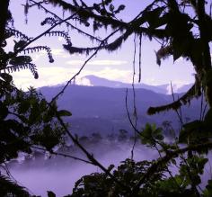 Cloudforest in Mindo