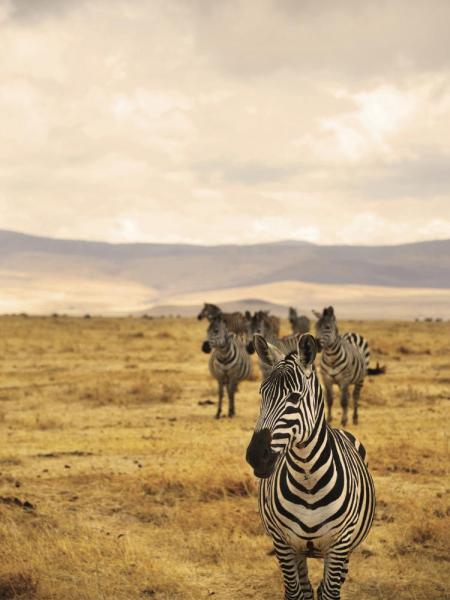 Black and white zebras dot the landscape in Africa