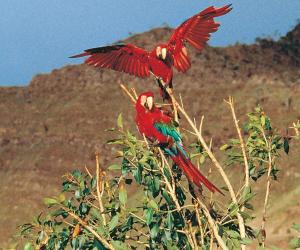 Visit largest parrot and macaw clay lick in the 4.4 million acre Manu Biosphere Reserve