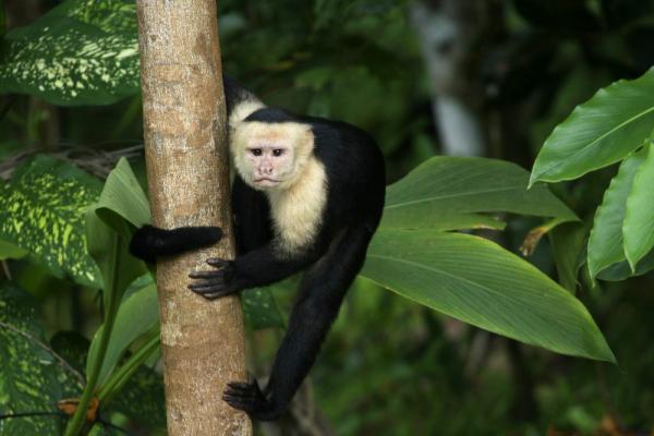 Costa Rica tour - Gandoca-Manzanillo National Wildlife Refuge