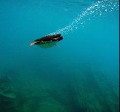 Penguin diving with us