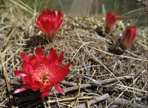 Red flowers