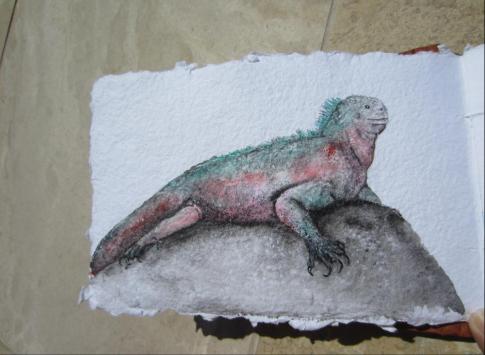 acrylic painting of the marine iguana on Espanosa